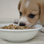 dog eating from a bowl