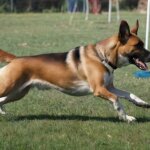 dog running