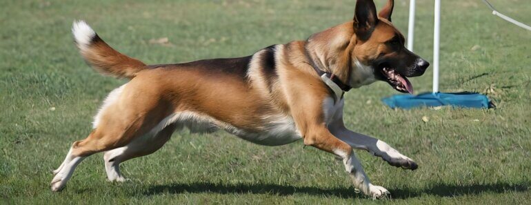 A Complete Guide to Dog Training: From Puppies to Canine Good Citizens