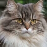 fluffy cat
