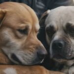 two dogs cuddling