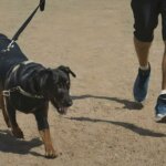 dog training