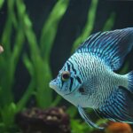 fish tank