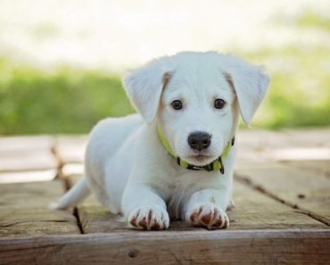 10 Most Important Tips To Training Your Puppies
