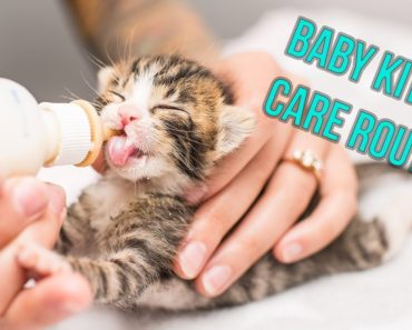 Kitten Nursery Care Routine for Neonates!