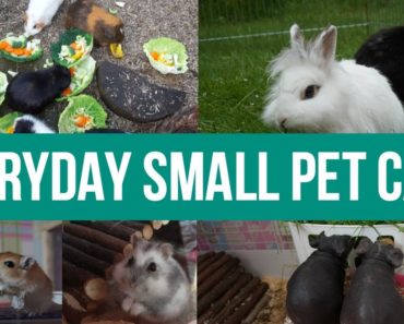 Everyday Small Pet Care