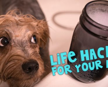 11 Awesome Life Hacks For Your Dog