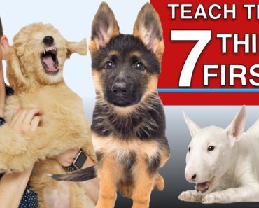 How to Teach The First 7 Things To Your Dog: Sit, Leave it, Come, Leash walking, Name…)