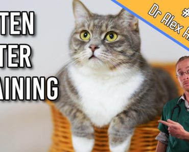 How To: Kitten Litter Training Tips – Train them FAST! – Cat Health Vet Advice