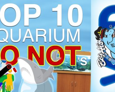 Top 10 Aquarium 'Do Not's | BigAlsPets.com