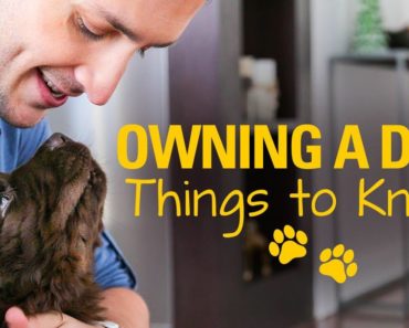 OWNING A DOG | Things to Know Before Getting a Puppy! | Doctor Mike