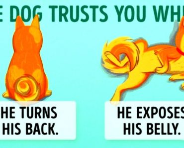 16 Useful Clues To Understand Your Dog Better