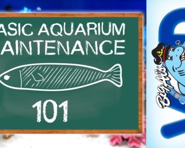 Basic Aquarium Maintenance 101 | BigAlsPets.com
