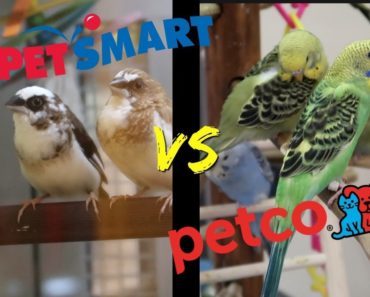 PETSMART vs PETCO | Who has better BIRD care?