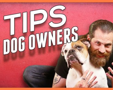 9 Tips for Living With a Dog – Foundations for Dog Owners