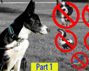 Teach Your Dog To Leave It And Ignore Distractions – Professional Dog Training Tips