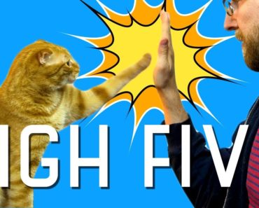 I taught my cat how to high five!