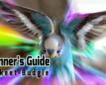 How to take Care of a Parakeet | Budgie [Beginner's Guide to Pet Birds]