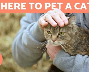 Where to Pet a Cat? – FAVORITE PLACES and TIPS