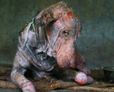 Amazing transformation of sick dog who had given up hope