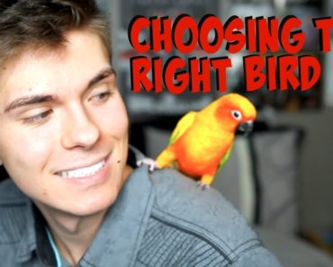 How to Find the Right Bird for You! – Best Beginner Birds