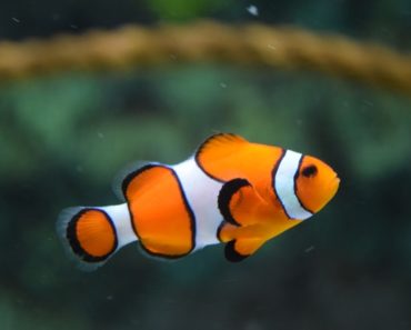 A Beginners Guide to a Clean and Healthy Aquarium