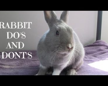 RABBIT DO’S AND DONT’S! | Rabbit care