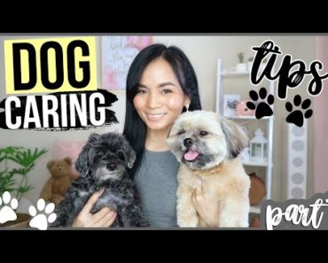 BEST WAYS TO TAKE CARE OF YOUR DOGS (Tips & Hacks)