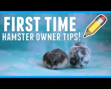 Tips for first time hamster owners!