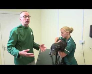 Pet Care Tips- How to examine a dog’s mouth