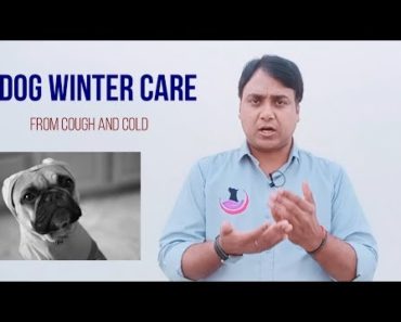 Dog winter care: Cough and cold care tips (Hindi)