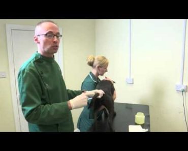 Pet Care Tips- How to empty your dog’s anal glands