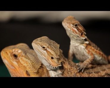 8 Care Tips for Bearded Dragons | Pet Reptiles