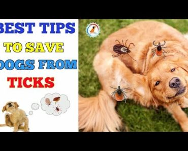Tips To Prevent Your Dog From Ticks / in Hindi / ways to prevent ticks in dog