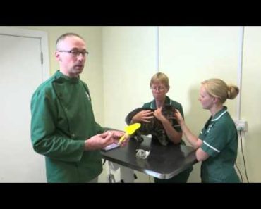 Pet Care Tips- How vets take a urine samples