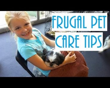 Frugal Pet Care Tips