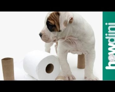How To Potty Train a Puppy – How to House Train Your Dog