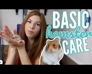 BASIC HAMSTER CARE | All about hamsters! ?