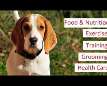 Beagle 101 – Feeding, Training, Exercise, Grooming & Health Care of a Beagle