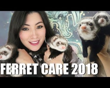 Ferret Care 2018 – How to Care For Pet Ferrets