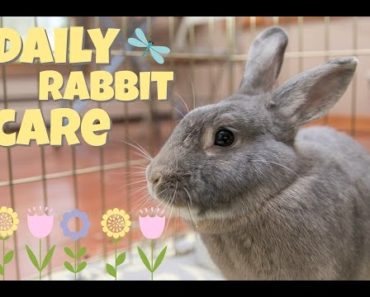 DAILY RABBIT CARE ?