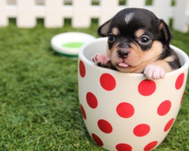 7 Tips For Naming Your Puppy