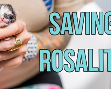Saving a One-Day-Old Kitten, Rosalita!