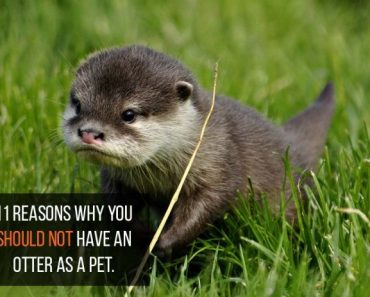 11 reasons why you should NOT have an otter as a pet.