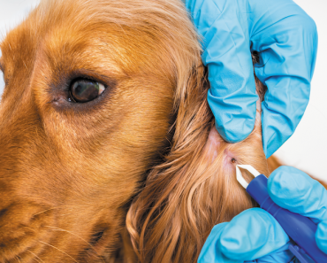 Get Your Dog Ready for Spring! How to Prep for Seasonal Parasites, Diseases and Allergies