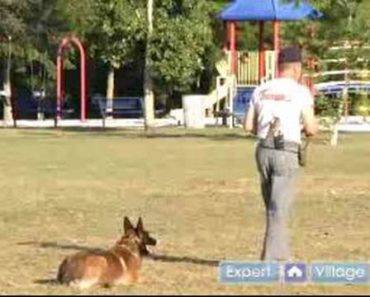 How to Train a Schutzhund : Learn Sit & Down Commands for Schutzhund Dog Training