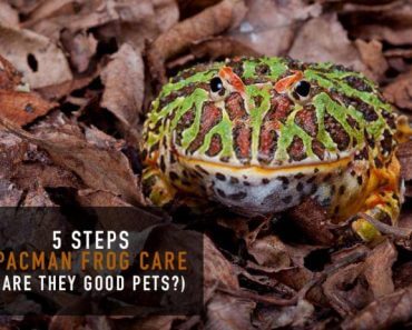 5 Step Pacman Frog Care: Are they good pets?