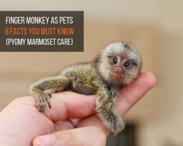 6 Finger Monkey Facts as Pets (Pygmy Marmoset Care)