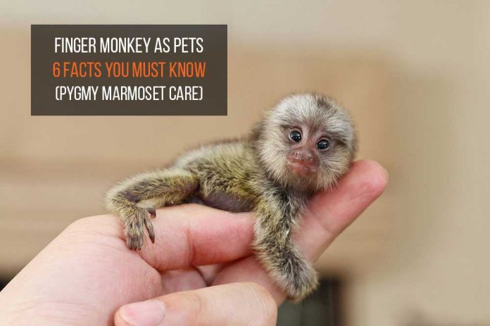 finger monkey as pets