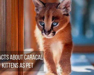 7 Caracal Cat Facts. Can Caracal Kitten be good pets?
